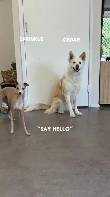 Another @HeelerPoint recreation. Another video of Sprinkle doing everything othe