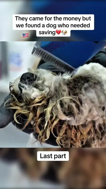 She stood completely still while we cleaned the wound she had been forced to liv