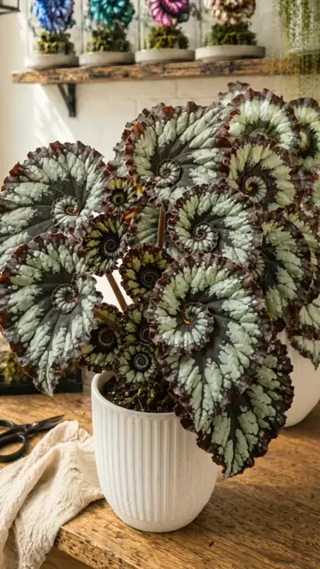 Growing Begonia Escargot 🌿🌀 One leaf can become the beginning of a completely 