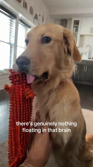 can i help you? 😛 #goldenretriever #dogsoftiktok #funnydog #weirddog #relatable