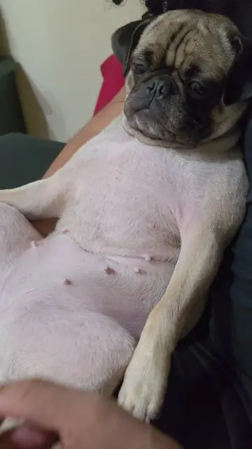 Another day, another tickle... #pug #funny #dogsoftiktok 