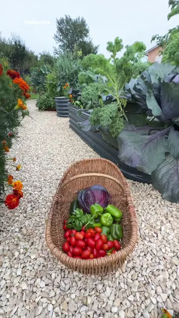 Let’s harvest 🧺🧺🧺 #harvest some veggies for my friend 🫑🫑🥒🥒🍅🍅 #mybackyar