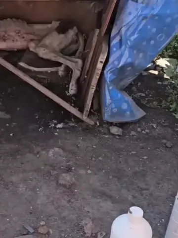 She collapsed in the backyard to rest forever, unaware that her life had only ju