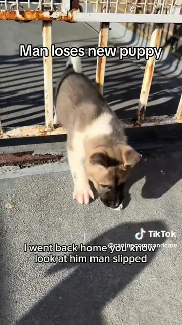 Man loses new puppy #ccc #DogTraining #dogs #doglife #fypage 