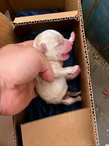 We found a stray dog ​​in an abandoned house, I adopted and cared for him .#petg