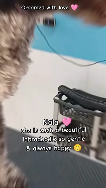 Nala is such a beautiful labradoodle she loves being groomed she has had a short