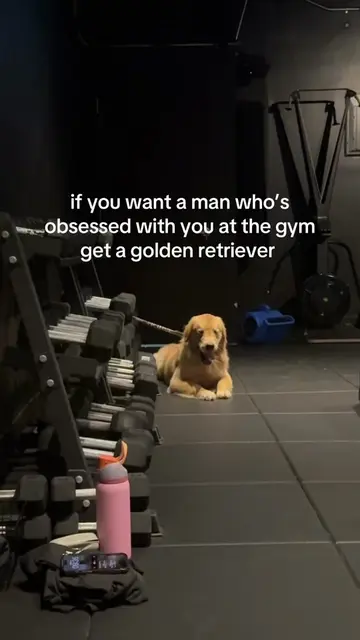 why you so obsessed with me? 😂🫶 #goldenretriever #goldenretrieverpuppy #dogsof