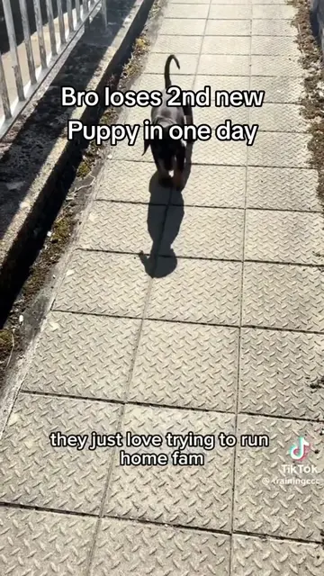Bro loses 2nd new puppy in one day #ccc #DogTraining #dogs #doglife #fypage 