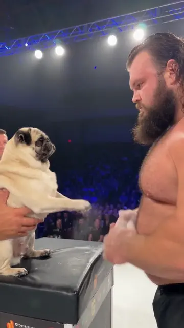 Lucas came ready for slap championship night 😭 #pug #SlapChampionship #FunnyDog