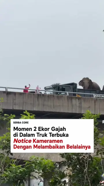 Viral momen 2 ekor gajah yang sedang diangkut dengan truk notice keberadaan kame