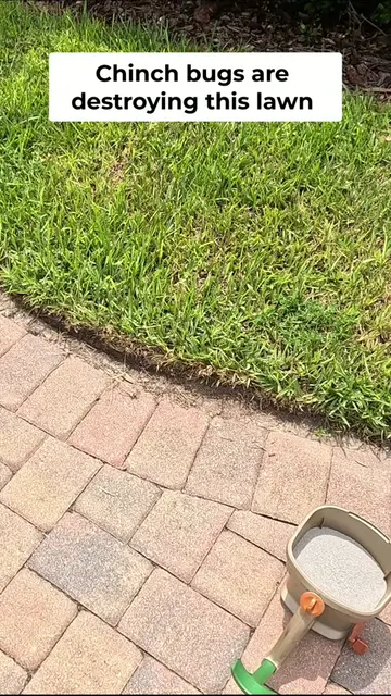 Chinch bug alert! These tiny pests are destroying lawns, turning grass yellow. S