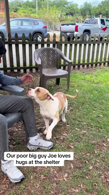 When Joe DiMaggio came in to The City of Mobile Animal Services with 19 other do