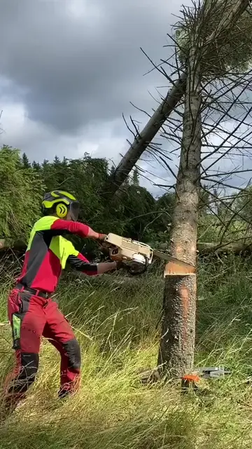 Quand l'arbre décide de sa propre trajectoire et saute direct par-dessus la souc