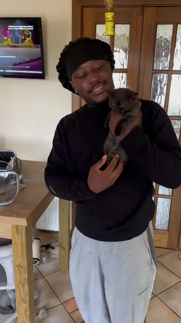 wha should I name her??? #Vlog #newkitten #livingalone #Lifestyle #britishshorth