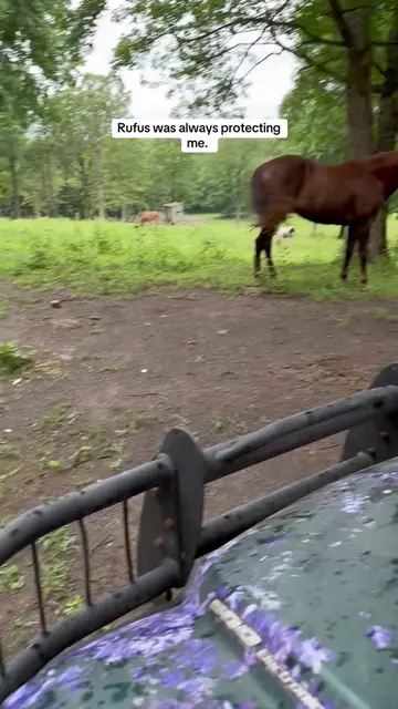 Lookin back Rufus was always protecting me. #rufusthebull 