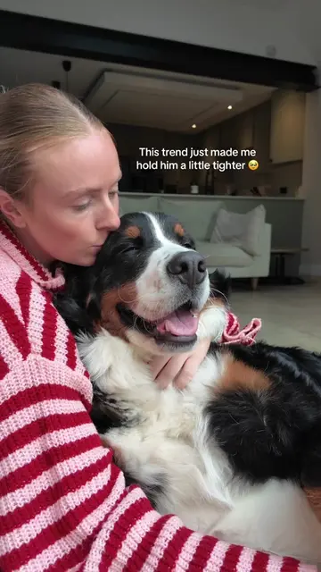Anyone else can’t cope with these videos? 🥹 #bernese #bernesepuppy #puppylove #