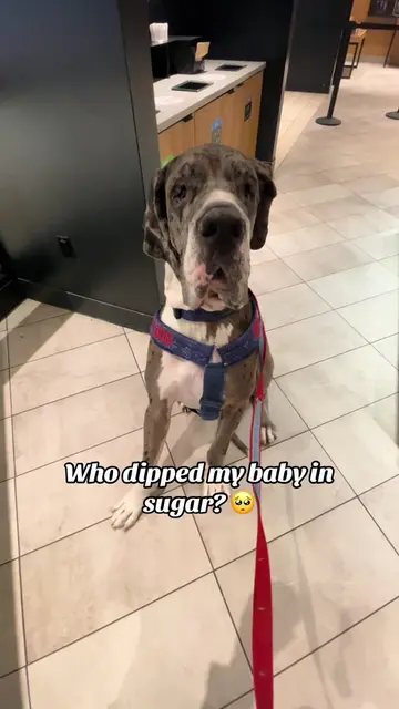 I must’ve smooched all the colour off his face 🥹 #servicedog #workingdog #retir
