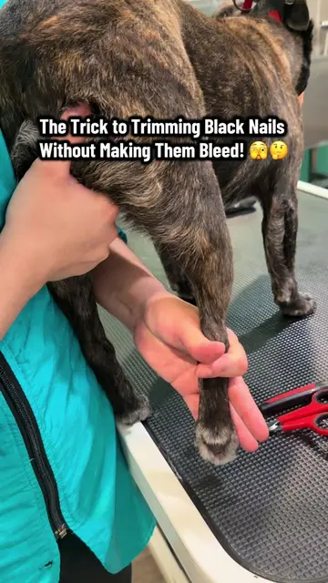 I know, black nails aren’t easy. Don’t worry! 😊 #frenchbulldog #dogsoftiktok #d