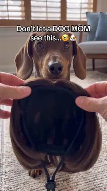 Who needs one? 🎁  #dog #dogmom #dogfunny 