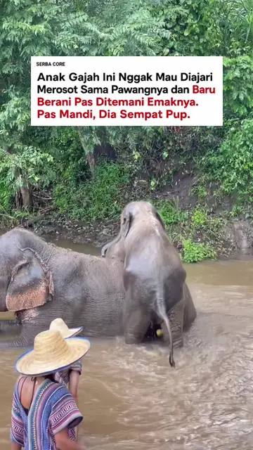 Anak gajahnya juga baru belajar minum pakai Belalainya😀 📽️ hsarnaythar4 #gajah