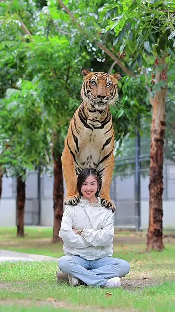 A 100 kg tiger on my back and I’m only 49 kg 🔥The staffs thought I wouldn’t be 