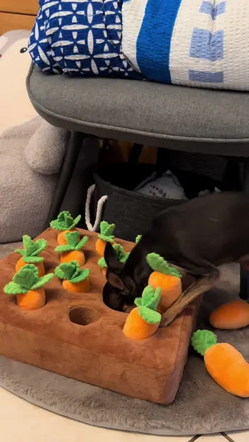 Wo ist das Leckerli? 👀🥕 #russkiytoy #russkiytoyterrier #schnüffelspiel #hundeb