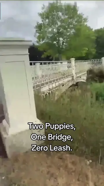 Two Puppies, One Bridge, Zero Leash. #ccc #DogTraining #dogs #doglife #fypage 