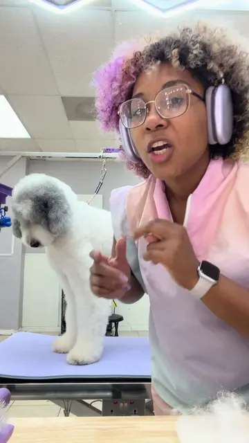 Let me give you some tips on how to brush your dog! #petgrooming #groomerlife #p