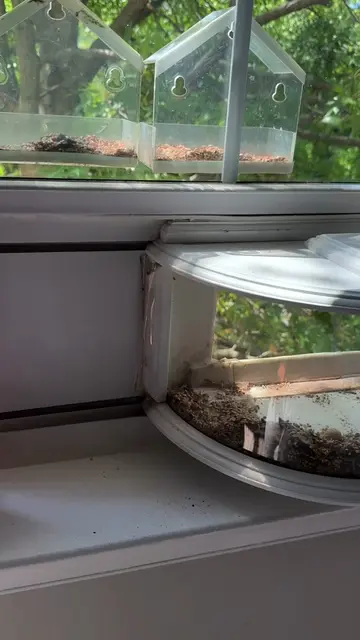 ASMR reformando el comedero. 🐥🥜🌻 Ya lo necesitaba…  #birdfeeding #animallover
