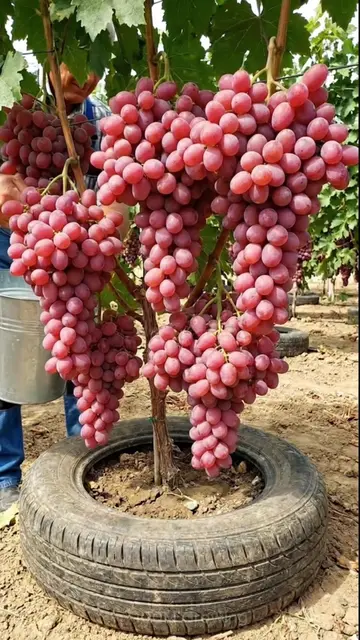 How to Grow a Grape Plant at Home | Step-by-Step Easy Method