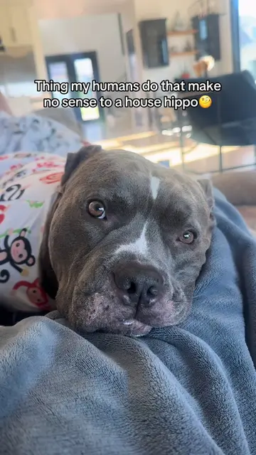 Humans, is this normal behavior??👀 #dogtok #dogsoftikok #dogparents #pitbulls #