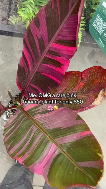 so is plant insurance a thing🤡 #plantcare #rareplants #pinkplants #planthelp #i
