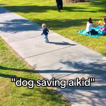 Dogs >> | Song: ENTITY.096 | ib @_pontanjaeditz_ #lindsayclancy #dog #dogedit #e
