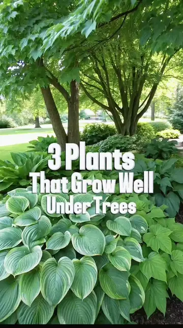 3 Plants That Thrive Under Trees 🌿 | Perfect Shade Garden Ideas Got a shady spo