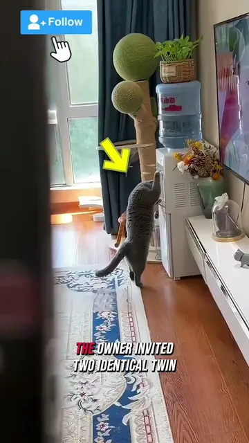 🐱😂 This cat had absolutely no idea what was happening when it met identical tw