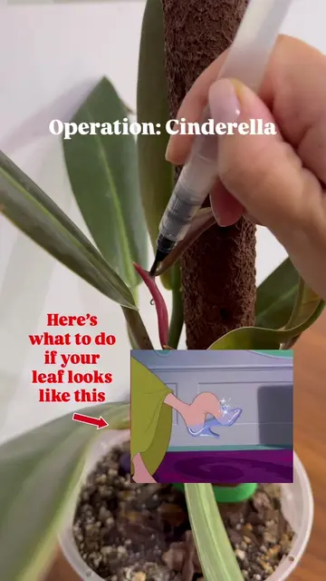 How to fix a Philodendron leaf stuck in a leaf sheath ✅ Well, it doesn’t have to