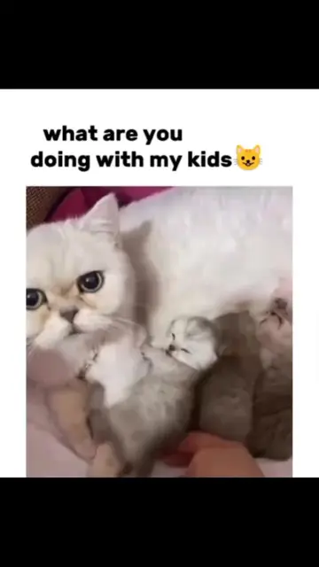 #FunnyCats #CatTok #CatsOfTikTok #CatSoftTikTok #CatLover #Cats #Kitten #FunnyAn