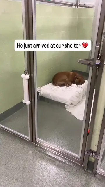 His whole world changed overnight 🥺💔  For his entire life, 5-year-old Leo had 