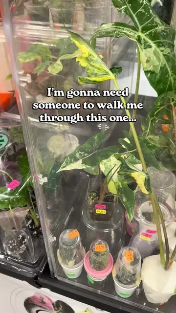 would you spend $12,000 on a plant? 🫪 🏷️  #houseplants #rareplants #plantcolle