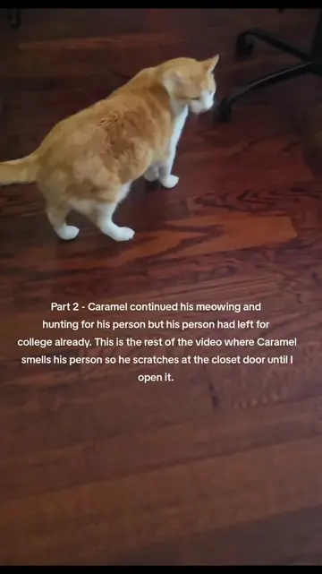 part 2 of cats have feelings. this is the rest of Caramels video where after be 