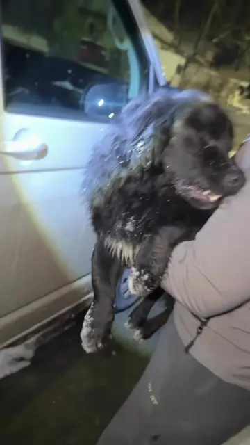 🚨 **EMERGENCY: DOG RUN OVER & LEFT TO DIE IN **🐾💔 We were called to help a po