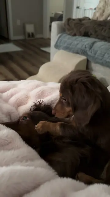 a brother bond like no other ❤️ #dachshundsoftiktok #minidachshund #dachshund 