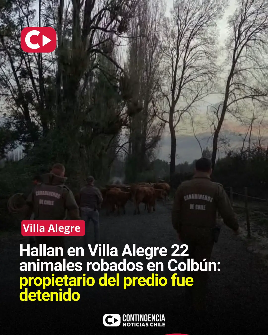 🚨 RECUPERAN EN VILLA ALEGRE 22 ANIMALES ROBADOS EN COLBÚN: HAY UN DETENIDO Cara