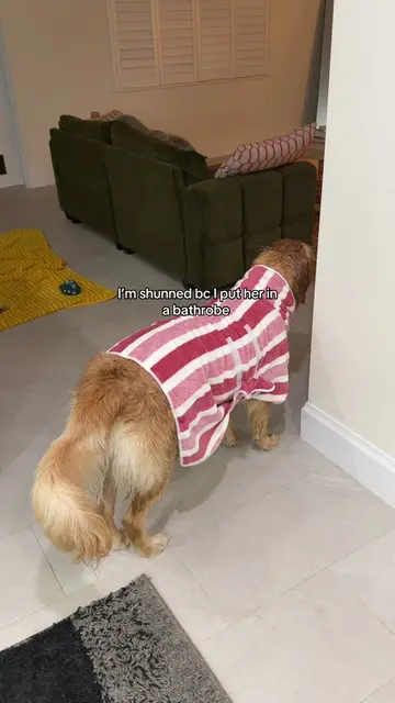 She said I can’t even look at you rn #agirlandherdog #goldensoftiktok #goldenret