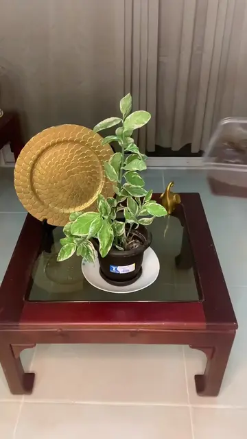 Truco para hacer que tus plantas crezcan rápido y saludables. 😱🪴 #hack #parati