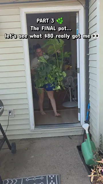 Part 3 and the FINAL pot! 🌿😂 I paid $80 for all 3 of these giant Lowe’s plante