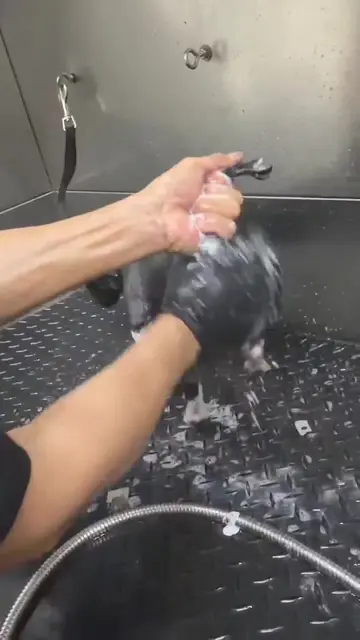 A little care goes a long way for their comfort. *DIY training: Ask your Groomer