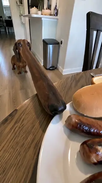 He could sniff them a mile away. #ImpossibleAnimals #DennisTheDog #FunnyDogs