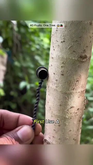 OneTreeCanGrow40DifferentFruits?!🍑🌳#Grafting#FruitTree#PlantScience#GardeningH