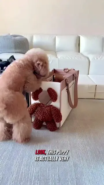 🐶🧠 This puppy is way smarter—and much more mischievous—than he looks! 😂❤️ #Sm
